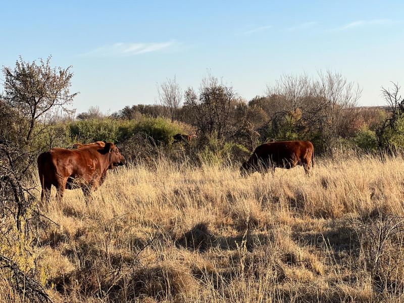 0 Bedroom Property for Sale in Heilbron Free State